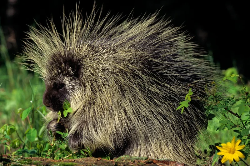 ClassicStock Wildlife